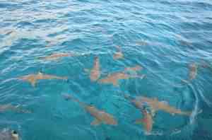 os tubarões cercam poon lim 16 shark feeding overview 16