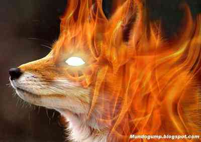 Firefox - O sabor da raposa flambada FIREFOX | Textos | cadeia