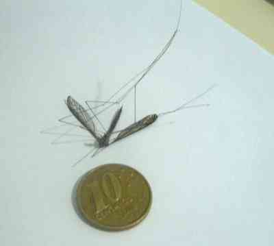 Tamanho família pernilongao | Curiosidades | animal, gigante, mosquito, pernilongo