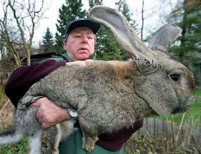 Coelhinho da páscoa: Saiba tudo sobre os coelhos gigantes giant rabbit | Animais | animais, bichos, bizarro, cadeia, gigante, gigantes