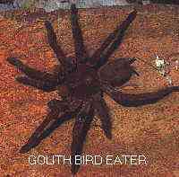 Bichinhos do deserto II BIRDEAT | Animais | aranha camelo, aranhas, Golfo, guerra