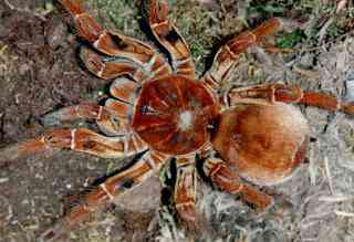 Bichinhos do deserto II Teraphosa | Animais | aranha camelo, aranhas, Golfo, guerra