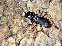 A maior barata do mundo! 40659763 203bi roach nature | Animais | barata, gigante, monstro