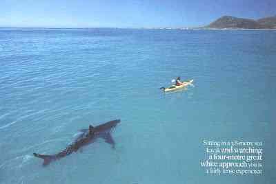 O homem amigo do Tubarão 8mGreatWhite | Animais | amizade, hoax, Michael Scholl, tubarão branco