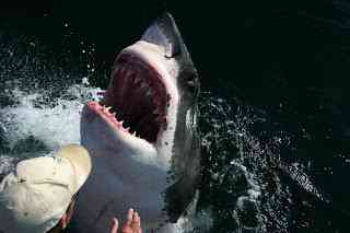 O homem amigo do Tubarão 8mGreatWhite001 | Animais | amizade, hoax, Michael Scholl, tubarão branco