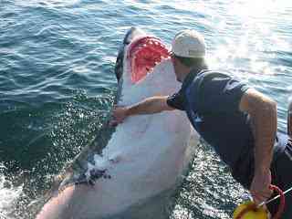 O homem amigo do Tubarão 8mGreatWhite002 | Animais | amizade, hoax, Michael Scholl, tubarão branco