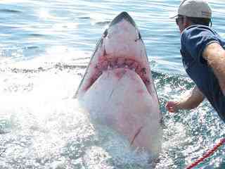 O homem amigo do Tubarão 8mGreatWhite003 | Animais | amizade, hoax, Michael Scholl, tubarão branco