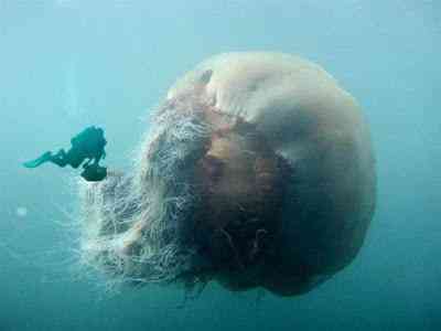 Água viva gigante que parece até um monstro marinho água viva gigante