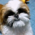 Shi Tzu: Origens, Dicas e Cuidados Especiais para o Seu Amigo Peludinho SHIN01 | Animais | cachorro, pet, shi tzu