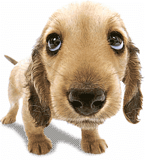 Qual cachorro comprar? cachorrinho | Animais | bichos, cachorro, cão, pet