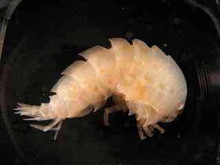 Novas espécies descobertas no fundo do abismo crustacean big | Animais | artico, especies, marinhas, oceano