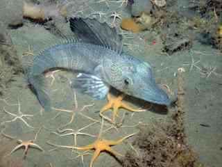 Novas espécies descobertas no fundo do abismo ice fish big | Animais | artico, especies, marinhas, oceano
