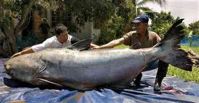 Histórias de pescador 050629 catfish hmed 9a.hmedium | Curiosidades | curioso, gigantes, pescador, Textos