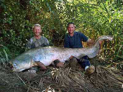 Histórias de pescador 444 catfish | Curiosidades | curioso, gigantes, pescador, Textos