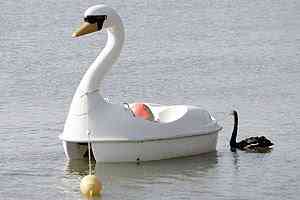 Uma história de amor EL CISNE2 | Animais | animais, curioso, incrível, noticias