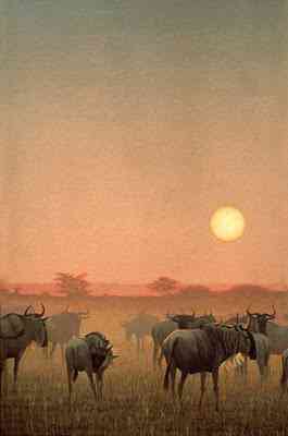 Robert Bateman - O fotógrafo de mão cheia Pintura realista de gnus em silhueta contra um pôr do sol alaranjado por Robert Bateman