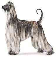 cachorros inteligentes e cachorros burros Afghan hound