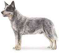 cachorros inteligentes e cachorros burros Australian cattle dog
