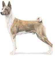 cachorros inteligentes e cachorros burros Basenji