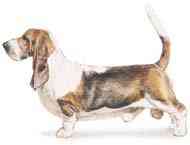 cachorros inteligentes e cachorros burros Basset hound