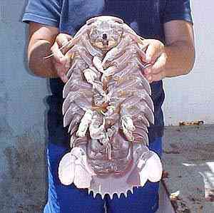 Lembra do Tatuí gigante? bathynomus | Animais | animais, criaturas, gigante, marinhas, video