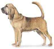 cachorros inteligentes e cachorros burros Bloodhound