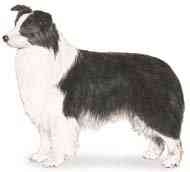 cachorros inteligentes e cachorros burros Border collie