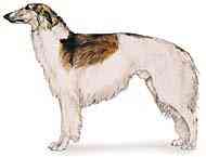 cachorros inteligentes e cachorros burros Borzoi