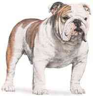 cachorros inteligentes e cachorros burros Bulldog