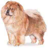 cachorros inteligentes e cachorros burros Chow chow