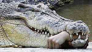 Crocodilo come a mão do tratador croco1 | Bizarro | animais, incrível, noticias, sinistro