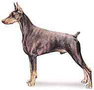 cachorros inteligentes e cachorros burros Doberman pinscher