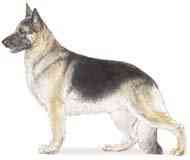 cachorros inteligentes e cachorros burros German shepherd