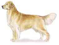 cachorros inteligentes e cachorros burros Golden retriever