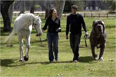 O maior cachorro do mundo horsedog | Animais | cachorro, gigante