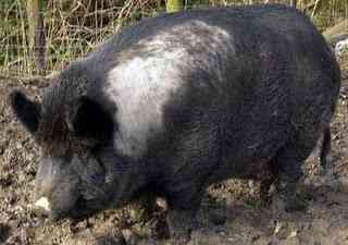 Animais incríveis ironagepig | Animais | animais, bichos, bizarro, curioso, incrível