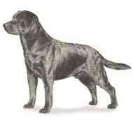 cachorros inteligentes e cachorros burros Labrador