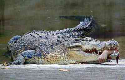 Crocodilo come a mão do tratador lanchinho | Bizarro | animais, incrível, noticias, sinistro