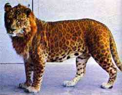 Animais incríveis leopon | Animais | animais, bichos, bizarro, curioso, incrível