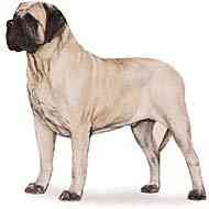 cachorros inteligentes e cachorros burros Mastiff