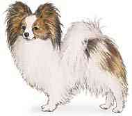 cachorros inteligentes e cachorros burros Papillon
