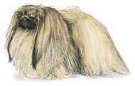 cachorros inteligentes e cachorros burros Pekingese