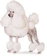 cachorros inteligentes e cachorros burros Poodle
