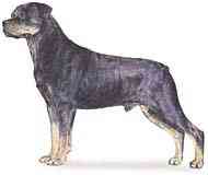 cachorros inteligentes e cachorros burros Rottweiler