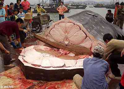 Filipinos cortam ao meio um enorme Tubarão Baleia shark filet | Animais | curioso, gigantes