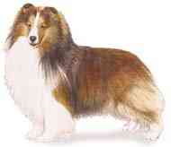 cachorros inteligentes e cachorros burros Shetland sheepdog