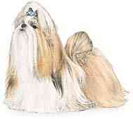 cachorros inteligentes e cachorros burros Shi tzu
