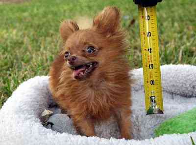 O menor cachorro do mundo o menor cachorro do mundo