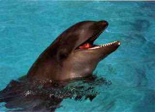 Animais incríveis wolphin | Animais | animais, bichos, bizarro, curioso, incrível