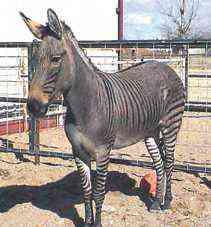 Animais incríveis zonkey | Animais | animais, bichos, bizarro, curioso, incrível